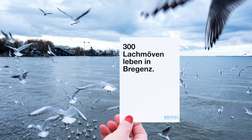 Hier abgebildet ist eine Hand mit roten Fingernägeln, welche vor einigen Möven am See eine Karte mit folgendem Schriftzug hoch hält: "300 Lachmöven leben in Bregenz". 