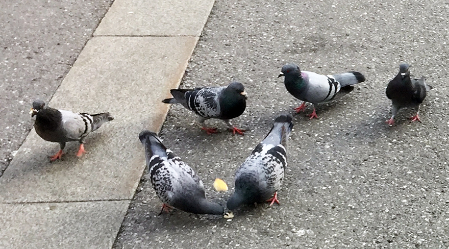 Hier wurden Tauben fotografiert, welche auf der Straße Essensreste von Bürger:innen verspeisen.